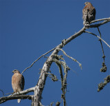 Red-Shouldered Hawks - adult pair