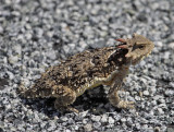 Horned Lizard