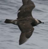 Pomarine Jaeger - Fort Bragg