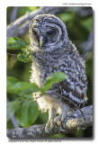 Fledgling owl 1