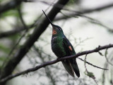 Buff-Winged Starfrontlet