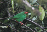 Grass-green Tanager 