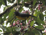 Hooded Mountain Tanager 