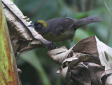 Dusky-faced Tanager 