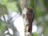 Plain-brown Woodcreeper 