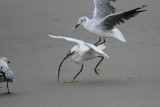 Snowy Egret and Grey-hooded Gulls