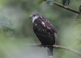 Grey-backed Hawk