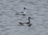 Red-necked and Wilsons Phalarope