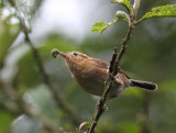 Mountain Wren 