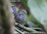 Long-tailed Antbird