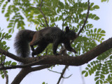Guayaquil Squirrel 