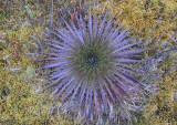 Cayambe Coca Ecological Reserve