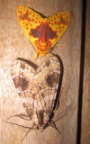 Unidentified Moths