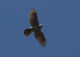 Goshawk