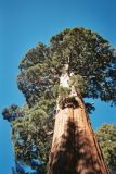 giant sequoia paper.jpg