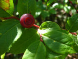 red huckleberry.jpg