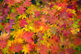 Korean Maple Leaves