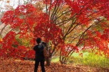 Photographing a Japanese Maple Tree