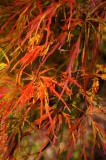 Japanese Maple Leaves