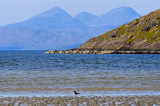 Jura and Oyster catcher