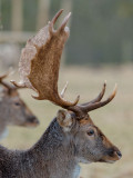 antler display