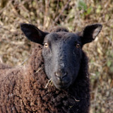 blackish sheep