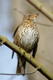 wind-up thrush?