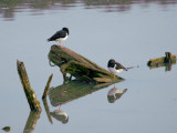 more oyster catchers, less boat