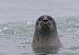 Ringed Seal (Vikaresl) Pusa hispida CP4P4784.jpg