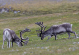 Svalbard reindeer CP4P4596.jpg