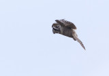 Northern Hawk-Owl (Hkuggla) Surnia ulula CP4P6552.jpg