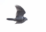 Northern Hawk-Owl (Hkuggla) Surnia ulula CP4P6505.jpg
