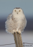 Harfang des Neiges / Snowy Owl    IMG_5169.jpg