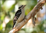 Downy Woodpecker