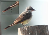 Western Kingbird