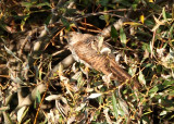 Common Cuckoo