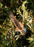 Common Cuckoo