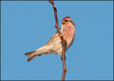 Common Redpoll