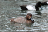 Redhead (female)