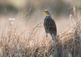 Western Meadowlark