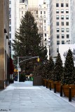 The Tree at Rock Cr