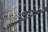 Pigeon Cinema
