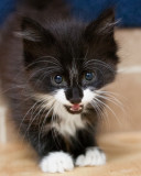 Foster Kittens Week 1, 6 weeks old-8572.jpg