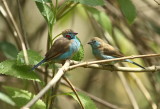 Red-cheeked Cordon-blue