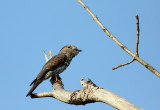 Madagascar Cuckoo-Roller 