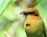 Rufous Motmot