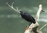 Black egret
