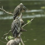 Black-crowned Night heron (juvenile)