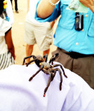 Tarantula 2013a.jpg