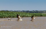 Pelicans